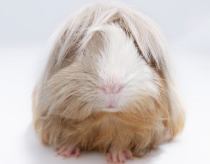 hairy guinea pig
