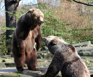 two bears arguing
