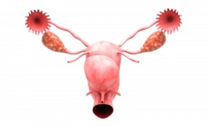 diagram of woman's internal reproductive organs
